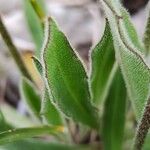 Leontodon incanus Leaf