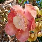 Couroupita guianensis Квітка