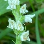 Goodyera repens Цветок