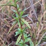 Maerua endlichii Leaf