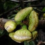 Castilla elastica Fruchs