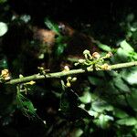 Microdesmis puberula Flower