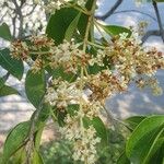 Ligustrum lucidum花