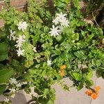 Jasminum grandiflorumFlower