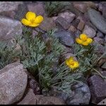 Eschscholzia glyptosperma ᱛᱟᱦᱮᱸ