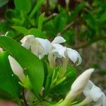 Jasminum simplicifolium Floro