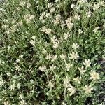 Antennaria neglecta Habitatea