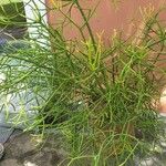 Psilotum nudum List