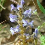 Orobanche nana Flower