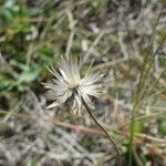 Tridax procumbens Gyümölcs