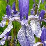 Iris sibirica Virág