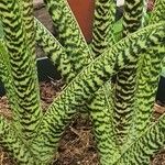 Alocasia zebrina Leaf