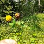 Trifolium badium Çiçek