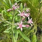 Oxypetalum solanoides Flor