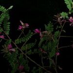 Indigofera dosua