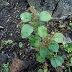 Acalypha aristata Hoja