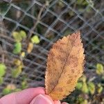 Ulmus laevis Blad