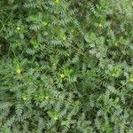 Tribulus terrestris Хабит