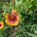 Gaillardia pulchellaফুল