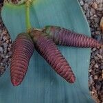 Welwitschia mirabilis Kwiat