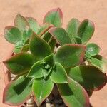 Aeonium leucoblepharum List