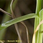 Carex magellanica Drugo