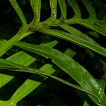 Monstera tenuis Leaf