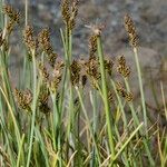 Carex lachenalii Hábito