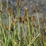 Carex lachenalii Pokrój