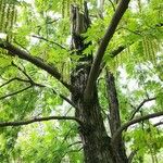 Pterocarya stenoptera Агульны выгляд