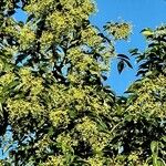 Ligustrum japonicum List