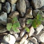 Trifolium subterraneum Blad