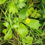 Geum macrophyllum 叶