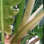 Philodendron bipennifolium Casca