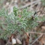 Artemisia alba Habitat