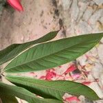 Amherstia nobilis Blad