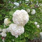 Viburnum macrocephalum Blüte