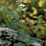 Eupatorium rotundifolium عادت