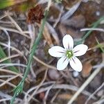 Petrorhagia saxifraga Other