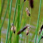 Lepironia articulata Blomma