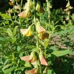 Crotalaria retusaBloem