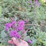 Vernonia baldwinii 花