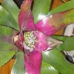 Neoregelia carolinae Листок