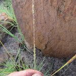 Digitaria monodactyla Flower