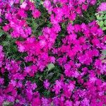 Phlox subulataКветка