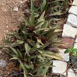 Tradescantia spathaceaLeaf