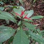 Aphelandra scabra List