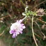 Scabiosa atropurpureaBlüte