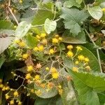 Senecio deltoideus Flor