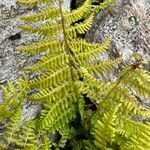 Woodsia ilvensis Fuelha